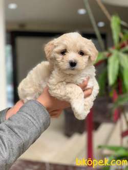 2.5 AYLIK ERKEK VE DİŞİ MALTİPOO YAVRULAR 1