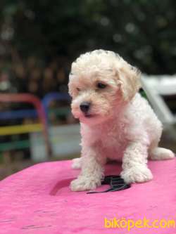 2.5 AYLIK ERKEK VE DİŞİ POODLE KALİTESİNDE MALTİPOO YAVRULARIMIZ 3