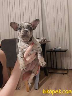 2.5 Aylık French Bulldog Merle 3