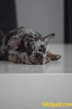 2.5 Aylık French Bulldog Merle 2