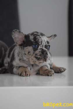 2.5 Aylık French Bulldog Merle 1