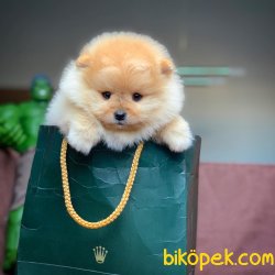 2.5 Aylık GOLD PomeranianBoo Kızımız 3