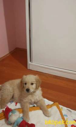 2,5 Aylık Golden Yavrusu (erkek) 1