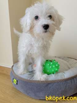 2,5 Aylık Karbeyaz Maltese Terrier Yavrum 3