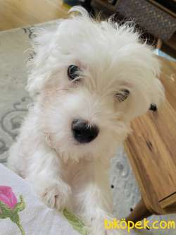 2,5 Aylık Karbeyaz Maltese Terrier Yavrum 4
