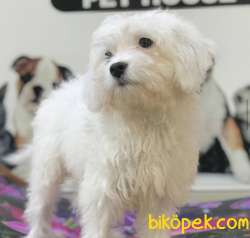 2,5 Aylık Karbeyaz Maltese Terrier Yavrum 2