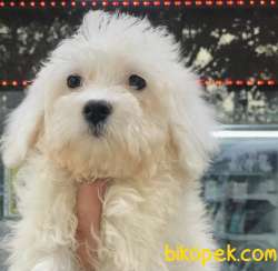 2,5 Aylık Karbeyaz Maltese Terrier Yavrum 1