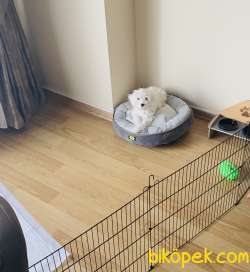 2,5 Aylık Karbeyaz Maltese Terrier Yavrum 5