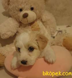 2,5 Aylık Maltipoo Dişi 4