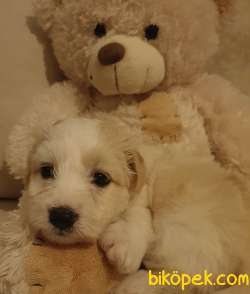 2,5 Aylık Maltipoo Dişi 1