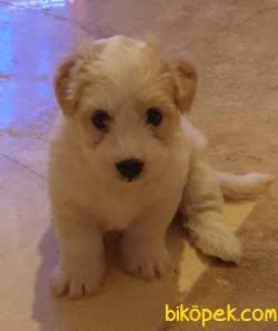 2,5 Aylık Maltipoo Dişi 3