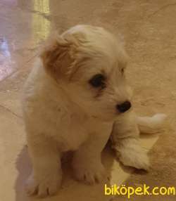 2,5 Aylık Maltipoo Dişi 2