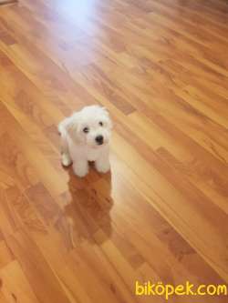 2,5 AYLIK  MALTİPOO ( ERKEK ) 3