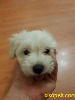 2,5 AYLIK  MALTİPOO ( ERKEK ) 2