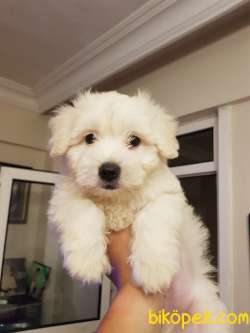 2,5 AYLIK  MALTİPOO ( ERKEK ) 1