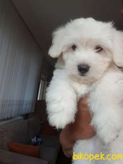 2,5 AYLIK  MALTİPOO ( ERKEK ) 4