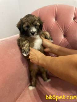 2,5 Aylık Maltipoo Yavrular 2