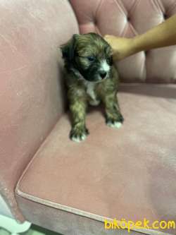 2,5 Aylık Maltipoo Yavrular 4