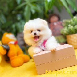 2.5 Aylık MiniBoy PomeranianBoo Kızımız 1