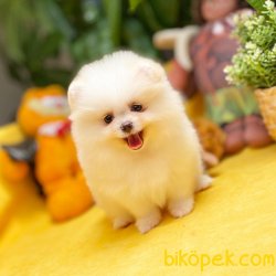 2.5 Aylık MiniBoy PomeranianBoo Kızımız 3