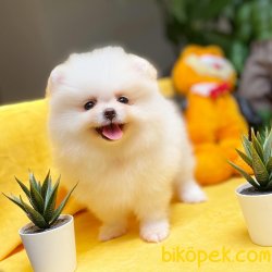 2.5 Aylık MiniBoy PomeranianBoo Kızımız 2