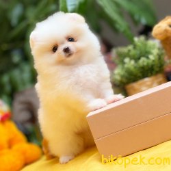 2.5 Aylık MiniBoy PomeranianBoo Kızımız 4