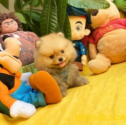 2.5 Aylık MiniBoy PomeranianBoo Kızımız 3