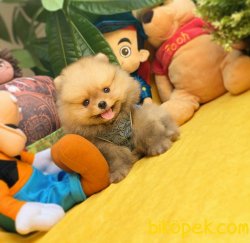 2.5 Aylık MiniBoy PomeranianBoo Kızımız 1