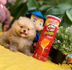 2.5 Aylık MiniBoy PomeranianBoo Kızımız 2