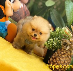 2.5 Aylık MiniBoy PomeranianBoo Kızımız 4