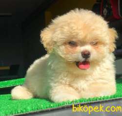 2,5 Aylık Mükemmel Maltipoo Yavrumuz 3
