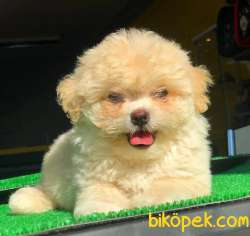 2,5 Aylık Mükemmel Maltipoo Yavrumuz 2