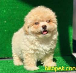 2,5 Aylık Mükemmel Maltipoo Yavrumuz 1