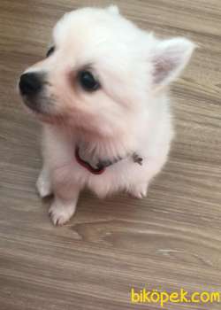 2,5 Aylık Pomeranya Spitz Sahibinden 4