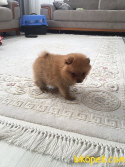 2.5 Aylık Pomerian Boo 4