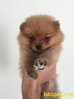 2.5 Aylık Pomerian Boo 3