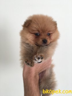 2.5 Aylık Pomerian Boo 1