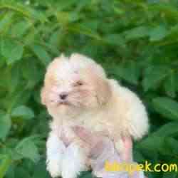 2,5 Aylık Saf Anne Babadan Erkek Maltipoo Bebeğim 2