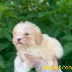 2,5 Aylık Saf Anne Babadan Erkek Maltipoo Bebeğim 1