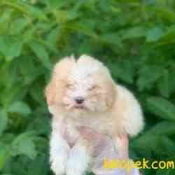 2,5 Aylık Saf Anne Babadan Erkek Maltipoo Bebeğim 5