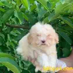 2,5 Aylık Saf Anne Babadan Erkek Maltipoo Bebeğim 4