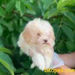 2,5 Aylık Saf Anne Babadan Erkek Maltipoo Bebeğim 3