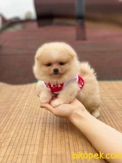 2,5 Aylık Teddy Bear Pomeranian Kızım MOLLY 4