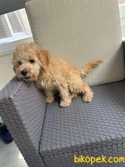 2.5 AYLIK TUVALET EĞİTİMLİ ERKEK TOY POODLE 2