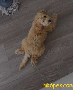 2.5 AYLIK TUVALET EĞİTİMLİ ERKEK TOY POODLE 3