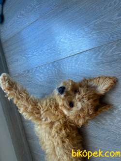 2.5 AYLIK TUVALET EĞİTİMLİ ERKEK TOY POODLE 4