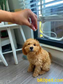 2.5 AYLIK TUVALET EĞİTİMLİ ERKEK TOY POODLE 5