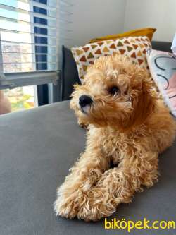 2.5 AYLIK TUVALET EĞİTİMLİ ERKEK TOY POODLE 1