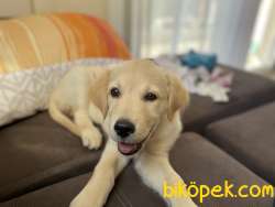 2,5 Aylık Yavru Golden Bebek 1