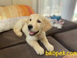 2,5 Aylık Yavru Golden Bebek 3